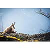 Chamois (Rupicapra rupicapra)