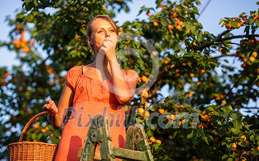 Pretty, young woman picking apricots lit by warm summer evening light (shallow DOF; color toned image) Pretty, young woman picking apricots lit by warm summer evening light (shallow DOF; color toned image)