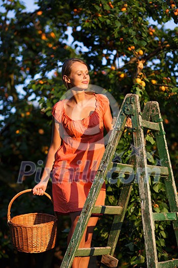 Pretty, young woman picking apricots lit by warm summer evening light (shallow DOF; color toned image) Pretty, young woman picking apricots lit by warm summer evening light (shallow DOF; color toned image)
