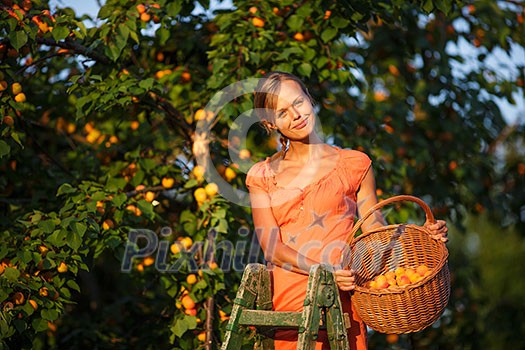 Pretty, young woman picking apricots lit by warm summer evening light (shallow DOF; color toned image) Pretty, young woman picking apricots lit by warm summer evening light (shallow DOF; color toned image)