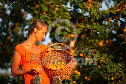 Pretty, young woman picking apricots lit by warm summer evening light (shallow DOF; color toned image) Pretty, young woman picking apricots lit by warm summer evening light (shallow DOF; color toned image)