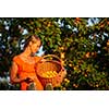 Pretty, young woman picking apricots lit by warm summer evening light (shallow DOF; color toned image)