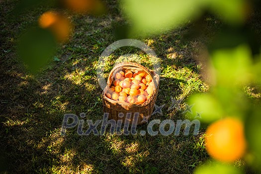 Apricot tree with fruits growing in the garden Apricot tree with fruits growing in the garden