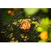 Apricot tree with fruits growing in the garden