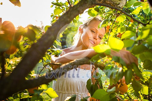 Pretty, young woman picking apricots lit by warm summer evening light (shallow DOF; color toned image) Pretty, young woman picking apricots lit by warm summer evening light (shallow DOF; color toned image)