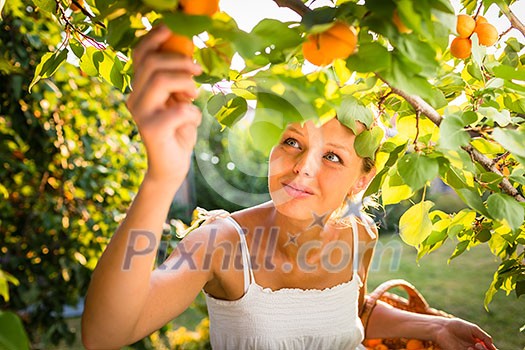 Pretty, young woman picking apricots lit by warm summer evening light (shallow DOF; color toned image) Pretty, young woman picking apricots lit by warm summer evening light (shallow DOF; color toned image)