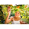 Pretty, young woman picking apricots lit by warm summer evening light (shallow DOF; color toned image)