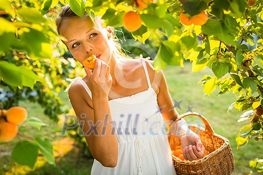 Pretty, young woman picking apricots lit by warm summer evening light (shallow DOF; color toned image) Pretty, young woman picking apricots lit by warm summer evening light (shallow DOF; color toned image)