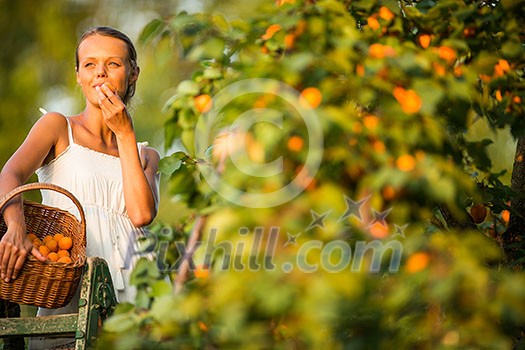 Pretty, young woman picking apricots lit by warm summer evening light (shallow DOF; color toned image) Pretty, young woman picking apricots lit by warm summer evening light (shallow DOF; color toned image)