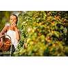 Pretty, young woman picking apricots lit by warm summer evening light (shallow DOF; color toned image)
