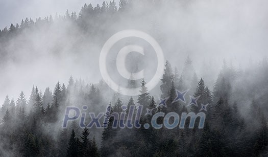 Forest in the mist as a background. Beautiful natural landscape in the summer time Forest in the mist as a background. Beautiful natural landscape in the summer time