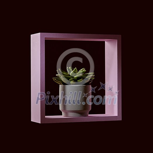 In a white round flowerpot a plant of echeveria in a pink wooden frame around a dark background In a white round flowerpot a plant of echeveria in a pink wooden frame around a dark background