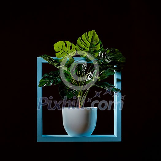 Monstera green plant in a white pot stands on a wooden green shelf frame isolated on black Monstera green plant in a white pot stands on a wooden green shelf frame isolated on black