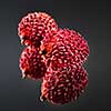 Unusual pink Lychee isolated on a black glossy background with reflection. Tropical Fruit