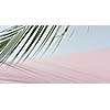 The green branch of an evergreen tropical palm tree with long leavest touches the tip of a duotone pink blue background. Slow motion of palm leaves. Full HD video, 240fps,1080p. Studio video shooting.