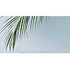 Slow motion of palm leaves. The branch of an evergreen tropical palm with long leaves turns around the stem and leaves the frame on blue background. Full HD video, 240fps,1080p. Studio video shooting.