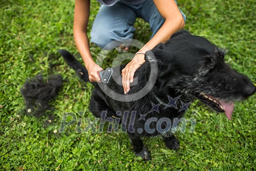 Combing out the fur of a dog - yougn woman combing her dog's fur in her garden Combing out the fur of a dog - yougn woman combing her dog's fur in her garden