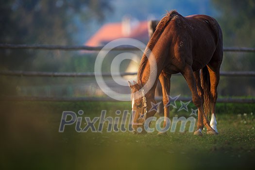 Horses grazing on pasture