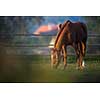 Horses grazing on pasture