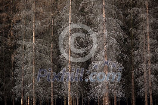 Magic dark forest Magic dark forest