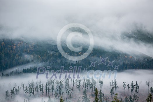 Forest in the mist as a background. Beautiful natural landscape in the summer time