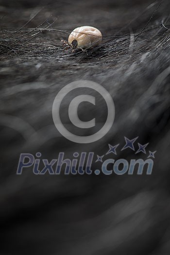 Tick in a dog's fur sucking his blood - dangerous parasite carrier of multiple diseases and pathogens Tick in a dog's fur sucking his blood - dangerous parasite carrier of multiple diseases and pathogens