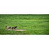 Two donkeys definitely not talking to each other