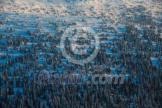 Winter mountain forest - alpine scenery with hills and trees covered with snow Winter mountain forest - alpine scenery with hills and trees covered with snow