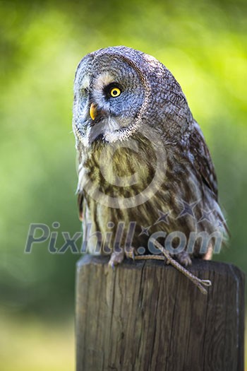 Close up of a Tawny Owl (Strix aluco) in woods Close up of a Tawny Owl (Strix aluco) in woods