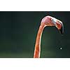 Closeup portrait of beautiful pink flamingo