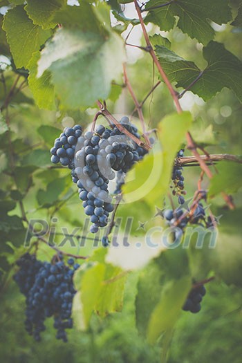 Lovely ripe, red grapes in a vineyard (color toned image) Lovely ripe, red grapes in a vineyard (color toned image)