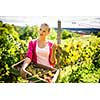Hands of a female vintner harvesting white vine grapes (color toned image)