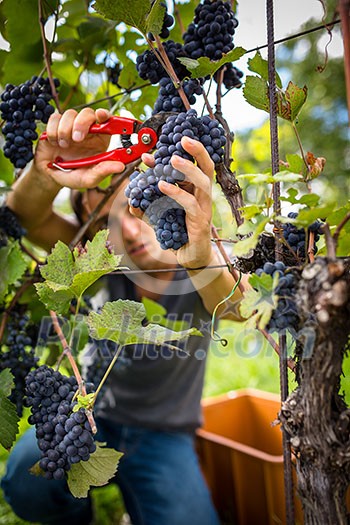 Handsome young vintner harvesting vine grapes in his vineyard (color toned image) Handsome young vintner harvesting vine grapes in his vineyard (color toned image)