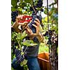 Handsome young vintner harvesting vine grapes in his vineyard (color toned image)