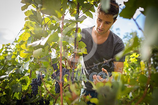 Handsome young vintner harvesting vine grapes in his vineyard (color toned image) Handsome young vintner harvesting vine grapes in his vineyard (color toned image)