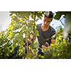 Handsome young vintner harvesting vine grapes in his vineyard (color toned image)