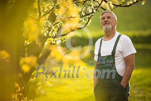 Portrait of senior man gardening, taking care of his lovely orchard, ejoying actively his retirement