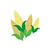 vector corn on the cob 