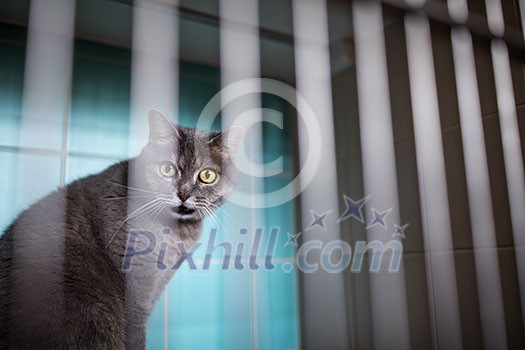 Sick cat waiting for treatment in cage of veterinarian clinic Sick cat waiting for treatment in cage of veterinarian clinic