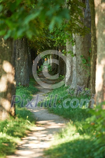 country road trought tree  alley in the park fresh  morning at spring nature landscape