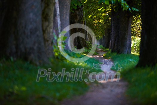 country road trought tree  alley in the park fresh  morning at spring nature landscape