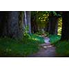 country road trought tree  alley in the park fresh  morning at spring nature landscape