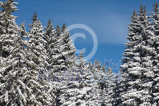 winter landscape in forest at sunset with fresh snow and clear blue sky winter landscape in forest at sunset with fresh snow and clear blue sky