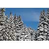 winter landscape in forest at sunset with fresh snow and clear blue sky