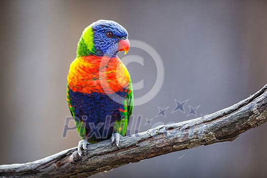 A pair of Lorikeet on a tree branch (Trichoglossus haematodus) A pair of Lorikeet on a tree branch (Trichoglossus haematodus)
