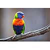 A pair of Lorikeet on a tree branch (Trichoglossus haematodus)