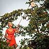 Pretty, young woman picking apricots lit by warm summer evening light (shallow DOF; color toned image)