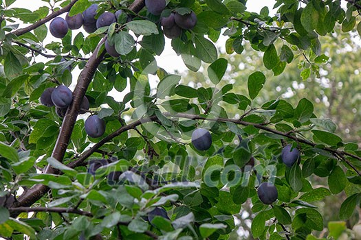 Fruity rural garden with ripe plum fruit on a green branch. The concept of harvesting Fruity rural garden with ripe plum fruit on a green branch. The concept of harvesting