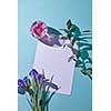 Glass vase with pink flower, a bouquet of lilac irises and a white sheet of paper as a greeting card on a blue background with shadows, a top view