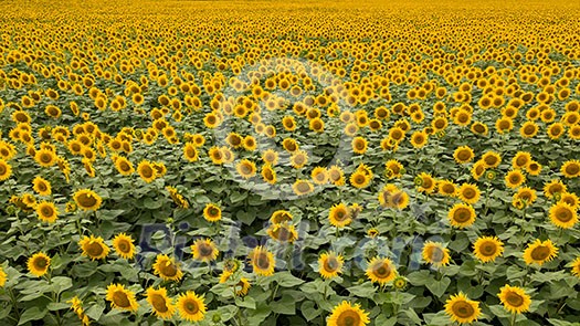 Beautiful summer landscape with a blooming field of yellow sunflowers against the background of a cloudy sky. Natural flowering background